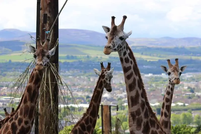 Edinburgh Zoo