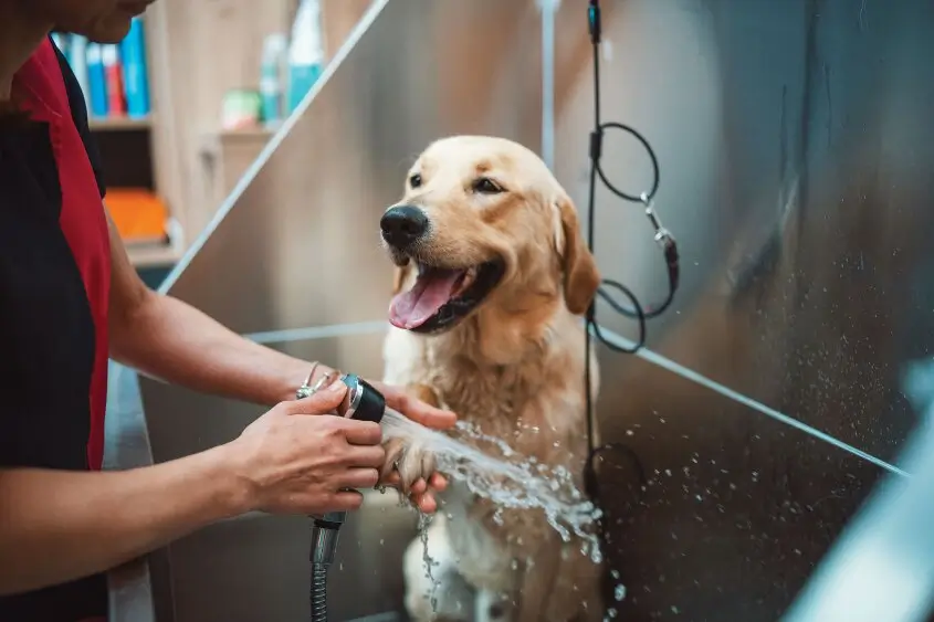 Pet Care Services