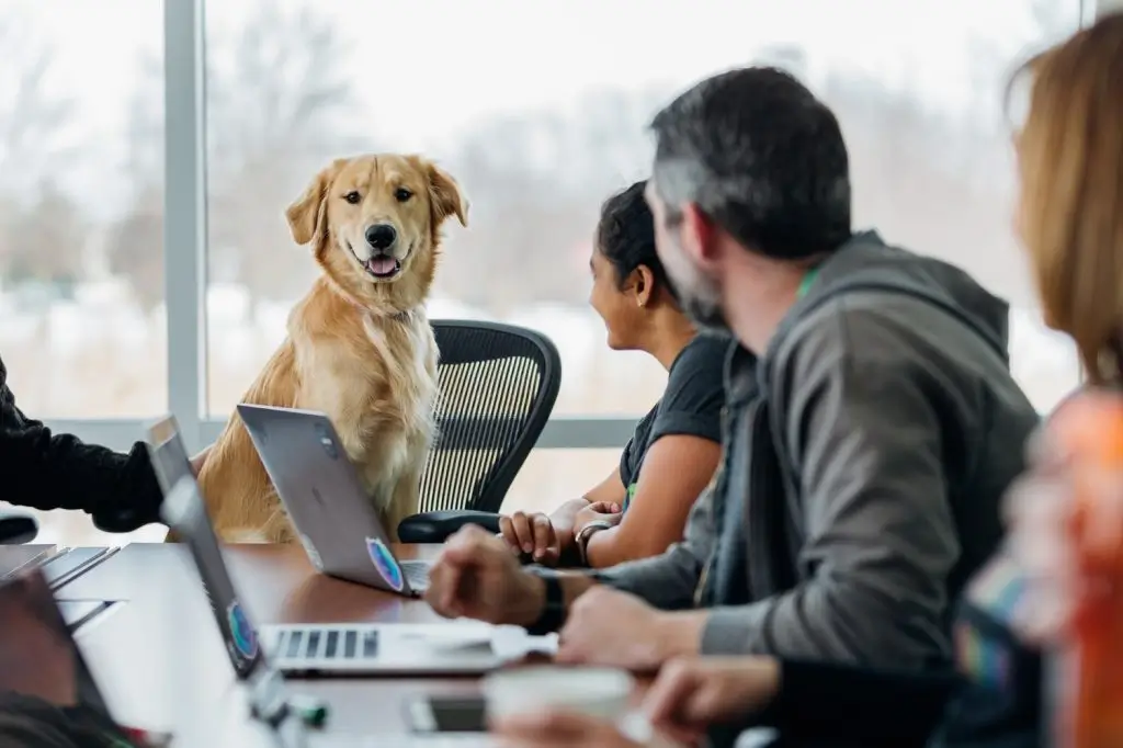 Pet-Friendly Co-Working Spaces