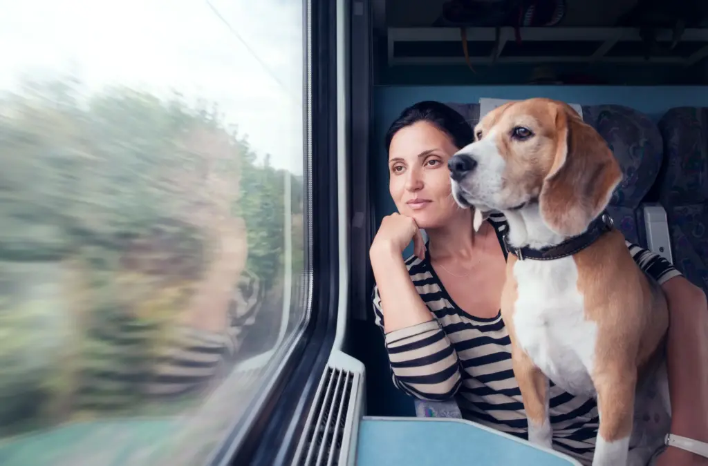 Pet-Friendly Transportation Services