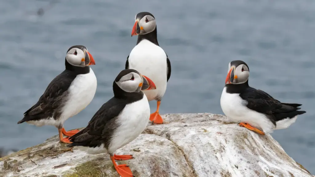 Farne Islands, Northumberland