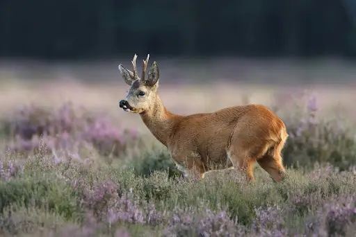 New Forest, Hampshire