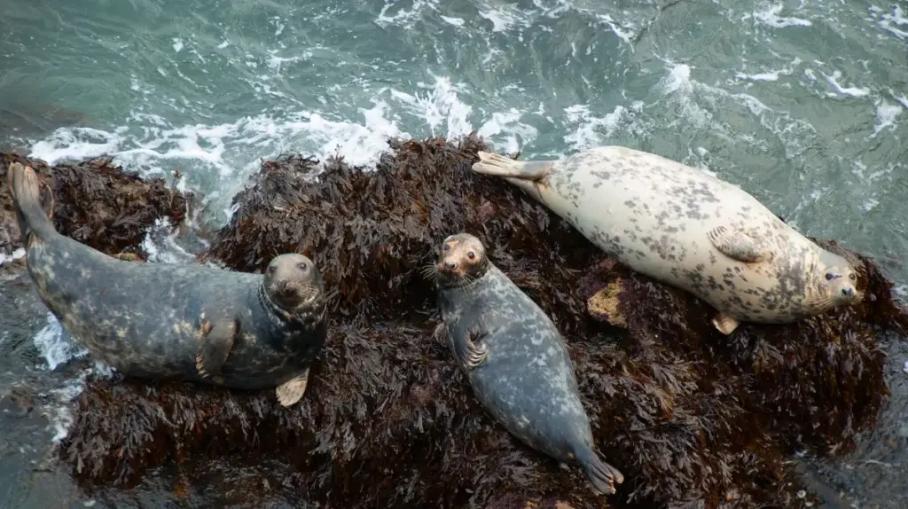 Seals, Pembrokeshire Coast, Wales