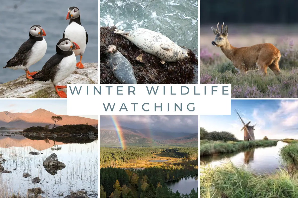 Winter Wildlife Watching Explore the UK’s Best Nature Spots